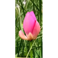 花321