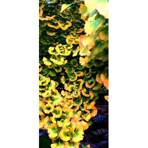 花324