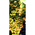 花324