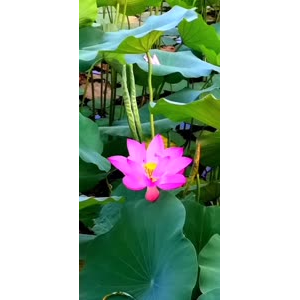 花325