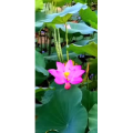 花325