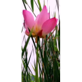 花332
