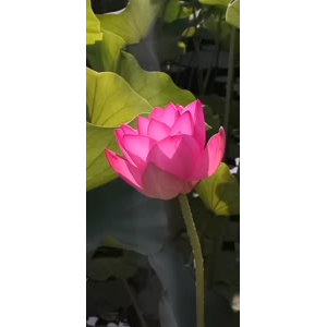 花333