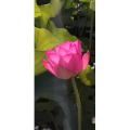 花333