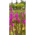 花335