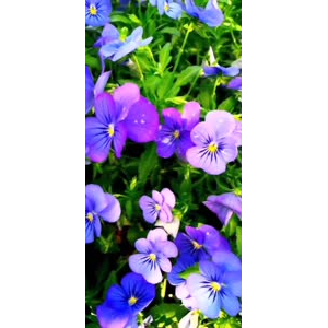 花336