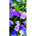 花336