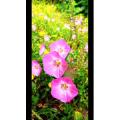 花338