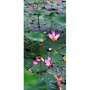 花339