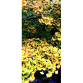花341
