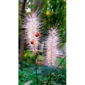 花342