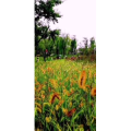 花344