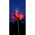花348