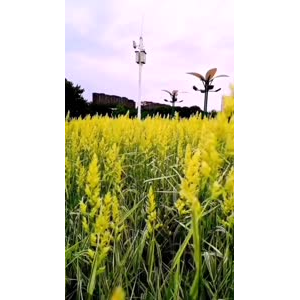 花349