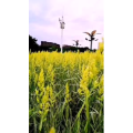 花349