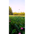 花351