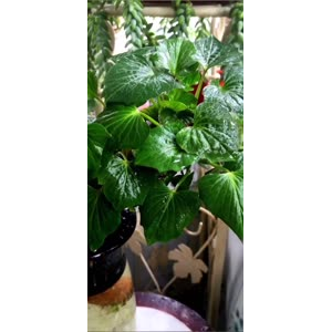 花354