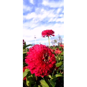 花360