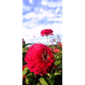 花360