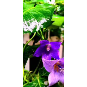 花361