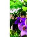 花361