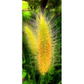 花362