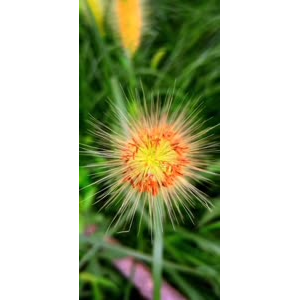 花367