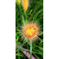 花367