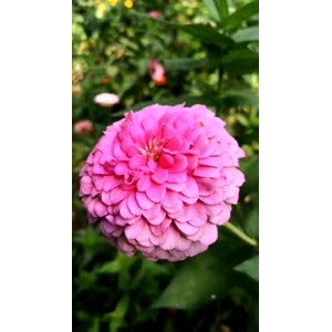 花372