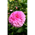 花372