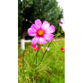花373