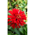 花374