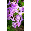 花379