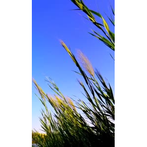 花382