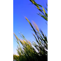 花382