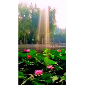 花384