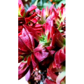 花387