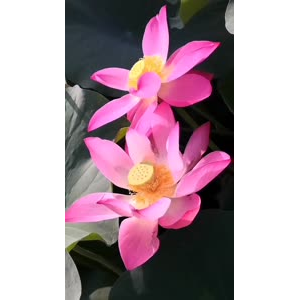 花388