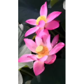 花388
