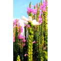 花389