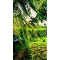 花390