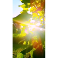 花392
