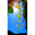 花395