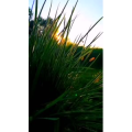 花397