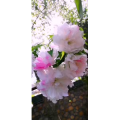 花401