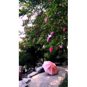 花404