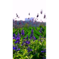 花407