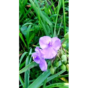 花409