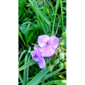 花409