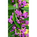花411